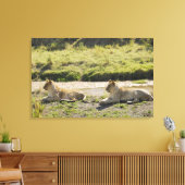 Toile lion (Panthera leo), deux jeunes lionnes, Masaï (Insitu(Salon))