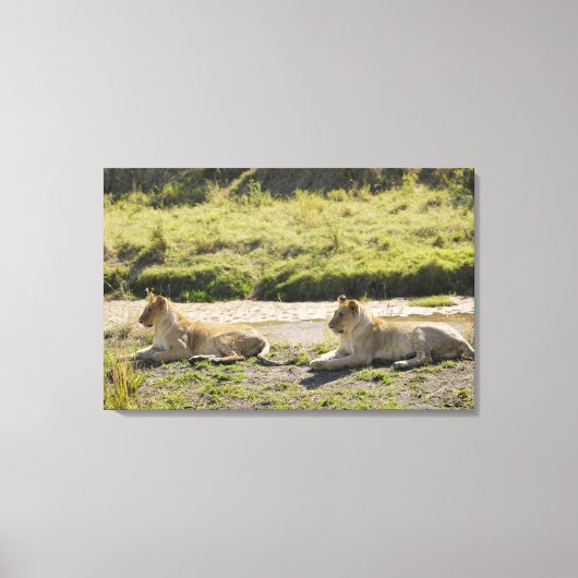 Toile lion (Panthera leo), deux jeunes lionnes, Masaï (Recto)