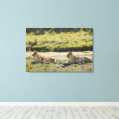 Toile lion (Panthera leo), deux jeunes lionnes, Masaï (Insitu (Plancher de Bois))