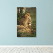 Toile Lion, Panthera leo, Lower Mara, Masai Mara GR, (Insitu (Plancher de Bois))