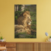 Toile Lion, Panthera leo, Lower Mara, Masai Mara GR, (Insitu(Salon))