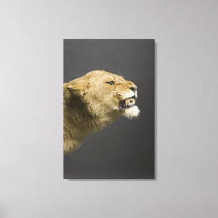 Toile Lionne hurlant