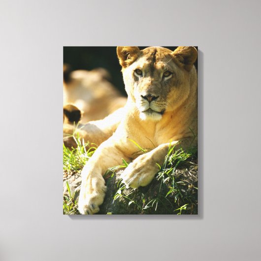 Toile Lions (Recto)