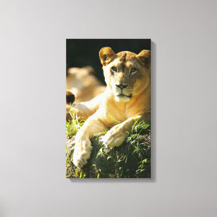 Toile Lions