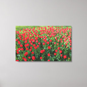 Toile Lit des Tulipes rouges 01