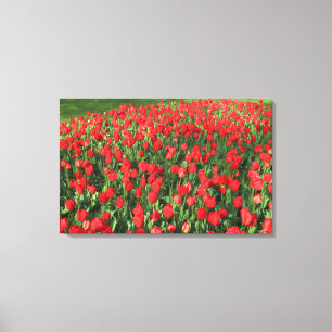 Toile Lit des Tulipes rouges 02