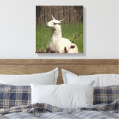 Toile Llama blanche (Insitu(Chambre))