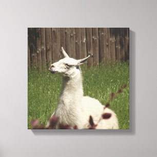 Toile Llama blanche
