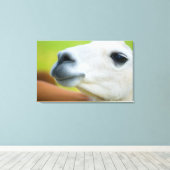 Toile Llama blanche (Insitu (Plancher de Bois))