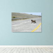 Toile Lonely Chacma baboon sur route (Insitu (Plancher de Bois))