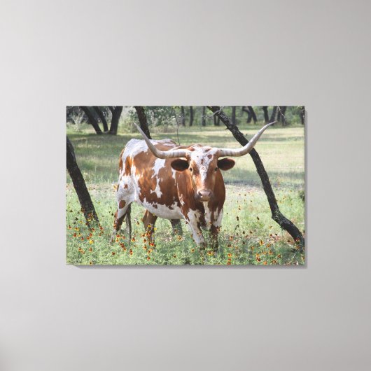 Toile Longhorn (Recto)
