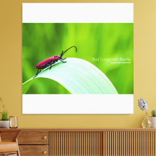 Toile Longicorne rouge et fond vert