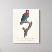 Toile Loriquet à couronne bleue, Vini Australis (Recto)