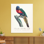Toile Loriquet arc-en-ciel mâle, Trichoglossus moluccanu (Insitu(Salon))