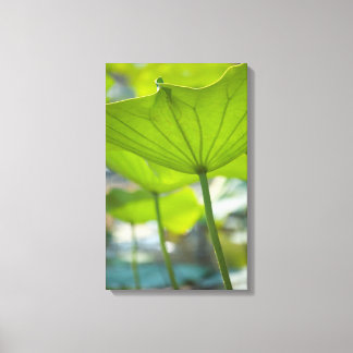 Toile Lotus