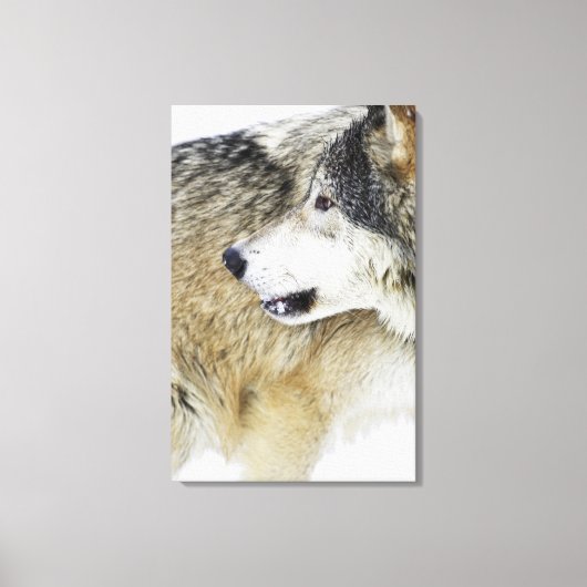 Toile Loup (Recto)