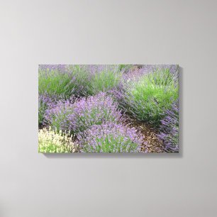 Toile Lovely Lavender