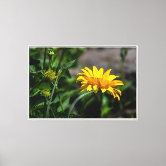 Toile Lueur de l'heure dorée sur une floraison éclatante