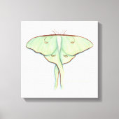 Toile Luna Moth (Recto)