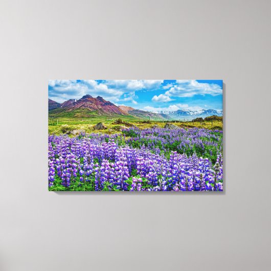 Toile Lupines paysannes d'Islande en fleurs (Recto)