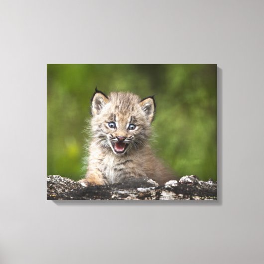 Toile Lynx Bébé Regardant Sur Un Arbre Tombé (Recto)