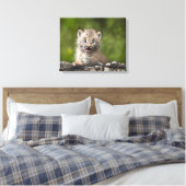 Toile Lynx Bébé Regardant Sur Un Arbre Tombé (Insitu(Chambre))