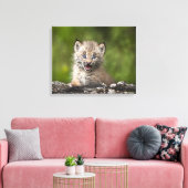 Toile Lynx Bébé Regardant Sur Un Arbre Tombé (Insitu(Salon))