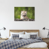 Toile Lynx Bébé Regardant Sur Un Arbre Tombé (Insitu(Chambre))