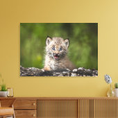 Toile Lynx Bébé Regardant Sur Un Arbre Tombé (Insitu(Salon))