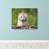Toile Lynx Bébé Regardant Sur Un Arbre Tombé (Insitu (Plancher de Bois))