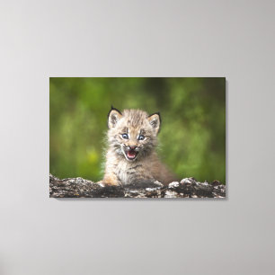 Toile Lynx Bébé Regardant Sur Un Arbre Tombé
