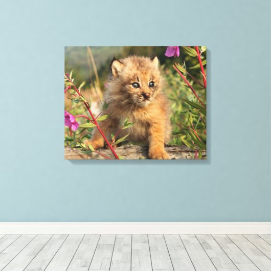 Toile Lynx Kitten, Canada, Alaska (Insitu (Plancher de Bois))