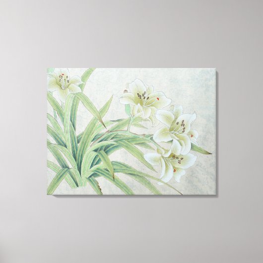 Toile Lys blanc (Recto)