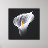 Toile Lys Calla Blanc Sur Noir (Recto)
