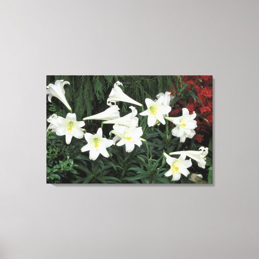 Toile Lys de Pâques (Lilium regale) (Recto)