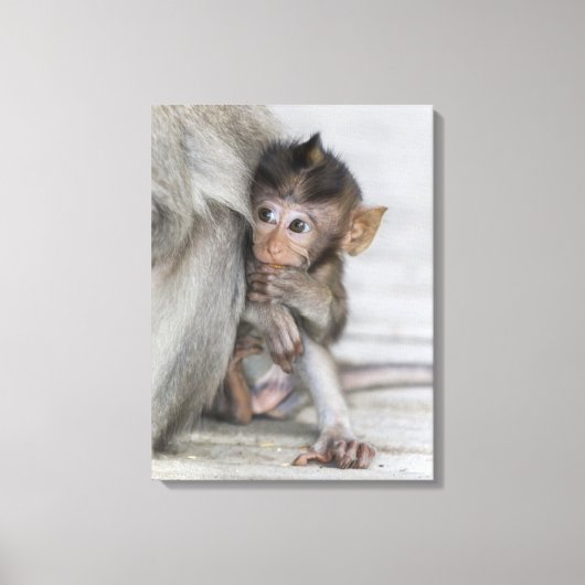 Toile Macaque singe (Recto)