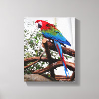 Macaw à ailes vertes #3 Canvas