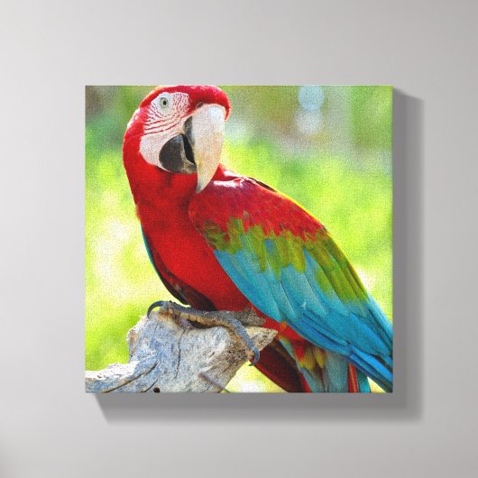 Toile Macaw assis sur la branche (Recto)
