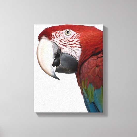 Toile Macaw rouge et vert - Ara chloropterus (Recto)