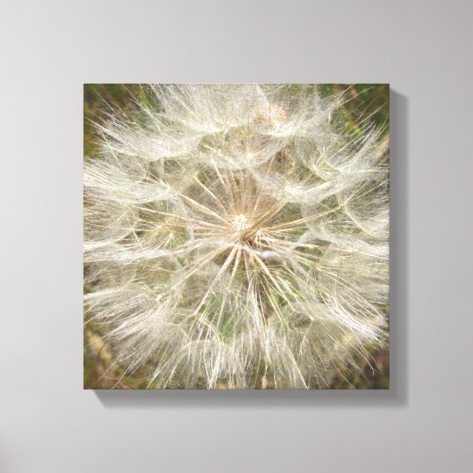 Toile Macro de la morue à graines de Milkweed (Recto)