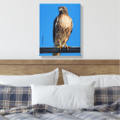 Toile Magnifique Buse à queue rousse au soleil (Insitu(Chambre))