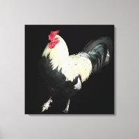 Magnifique Cockerel No 1