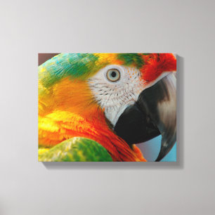 Toile Magnifique Macaw