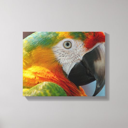 Toile Magnifique Macaw (Recto)
