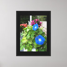 Magnifiques Volubilis Bleus