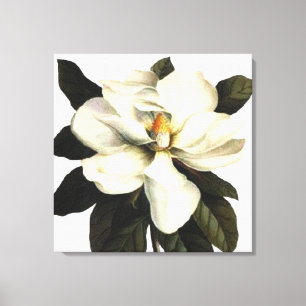 Toile Magnolia