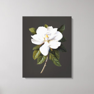 Toile Magnolia Grandiflora botanique vintage