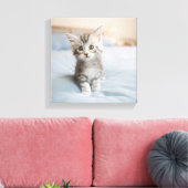 Toile Maine Coon Kitten (Insitu(Salon))