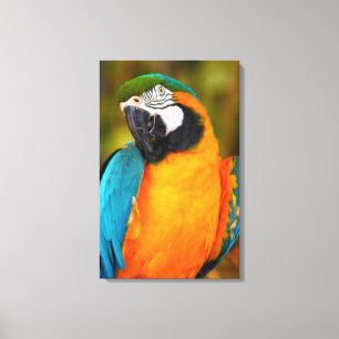 Toile Majestic Macaw