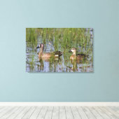 Toile mâle et femelle Turquoise à ailes bleues dans les  (Insitu (Plancher de Bois))